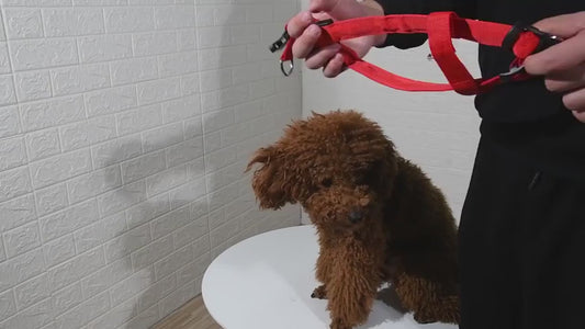 LED Dog Harness Leash Rope Belt